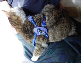 neko3.jpg